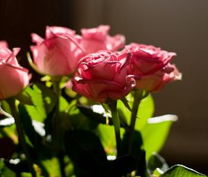 Preview wallpaper rose, pink, bouquet, light, leaves