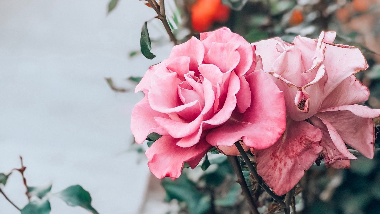 Wallpaper rose, pink, bud, flower, stem