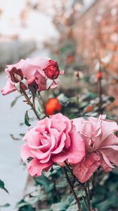 Preview wallpaper rose, pink, bud, flower, stem