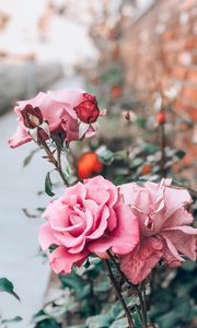 Preview wallpaper rose, pink, bud, flower, stem