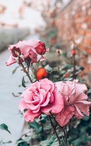 Preview wallpaper rose, pink, bud, flower, stem