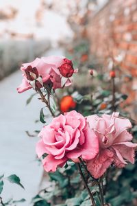 Preview wallpaper rose, pink, bud, flower, stem