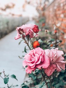 Preview wallpaper rose, pink, bud, flower, stem