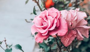 Preview wallpaper rose, pink, bud, flower, stem