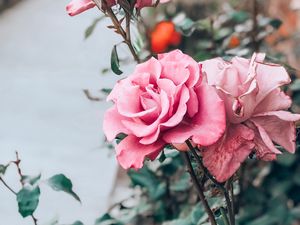 Preview wallpaper rose, pink, bud, flower, stem