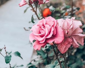 Preview wallpaper rose, pink, bud, flower, stem