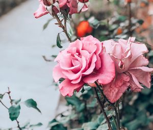 Preview wallpaper rose, pink, bud, flower, stem
