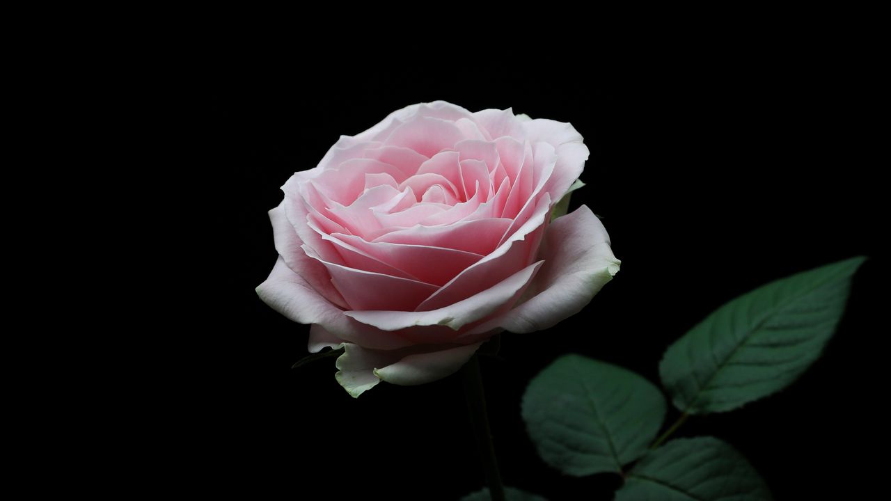 Wallpaper rose, pink, bud, flower, petals
