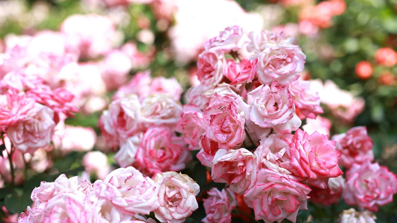 Wallpaper rose, pink, buds, blooms