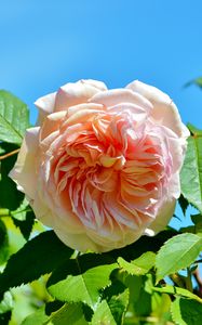 Preview wallpaper rose, pink, bush, bud