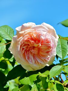 Preview wallpaper rose, pink, bush, bud