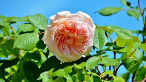 Preview wallpaper rose, pink, bush, bud