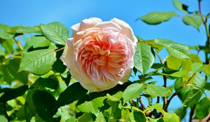Preview wallpaper rose, pink, bush, bud