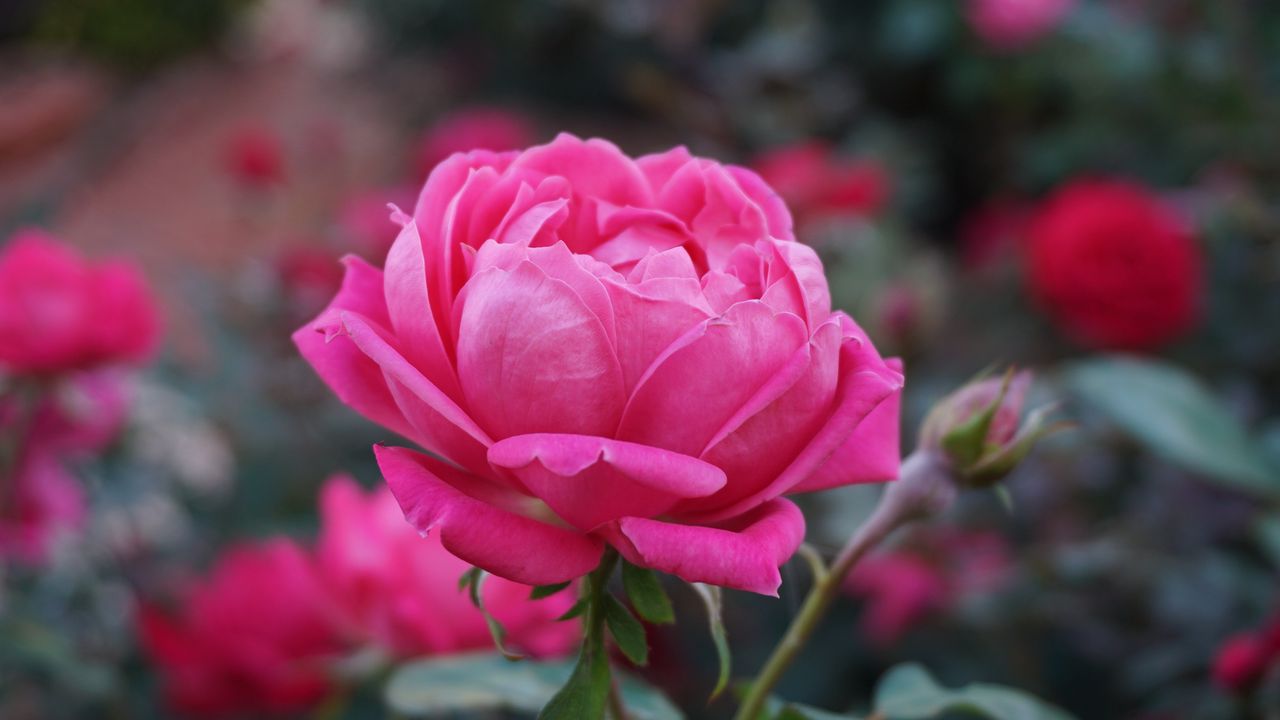 Wallpaper rose, pink, flower, bud, petals
