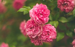 Preview wallpaper rose, pink, flower, bush