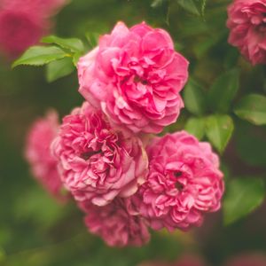 Preview wallpaper rose, pink, flower, bush