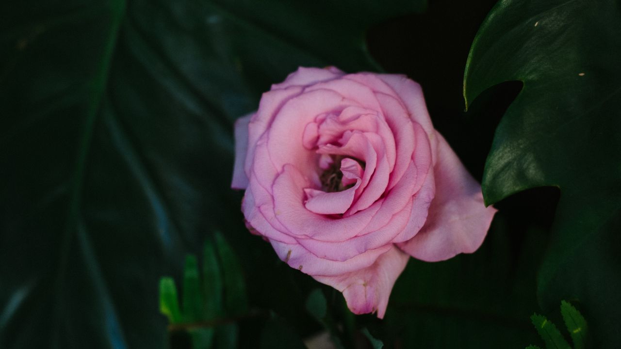 Wallpaper rose, pink, flower, bud