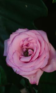 Preview wallpaper rose, pink, flower, bud