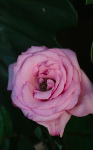 Preview wallpaper rose, pink, flower, bud