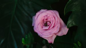 Preview wallpaper rose, pink, flower, bud
