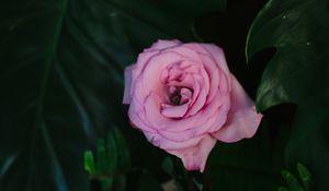 Preview wallpaper rose, pink, flower, bud