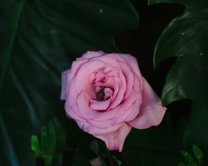 Preview wallpaper rose, pink, flower, bud