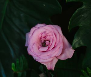 Preview wallpaper rose, pink, flower, bud