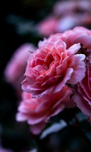 Preview wallpaper rose, pink, flower, macro, closeup, petals