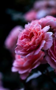 Preview wallpaper rose, pink, flower, macro, closeup, petals