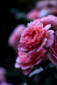 Preview wallpaper rose, pink, flower, macro, closeup, petals