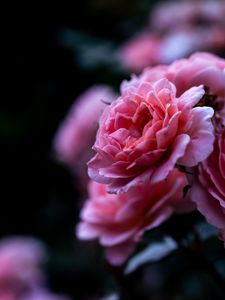 Preview wallpaper rose, pink, flower, macro, closeup, petals