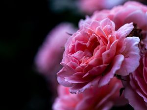 Preview wallpaper rose, pink, flower, macro, closeup, petals