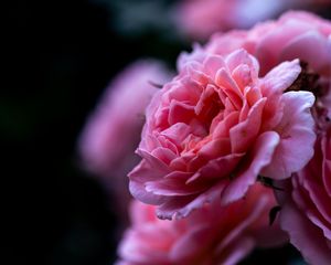 Preview wallpaper rose, pink, flower, macro, closeup, petals