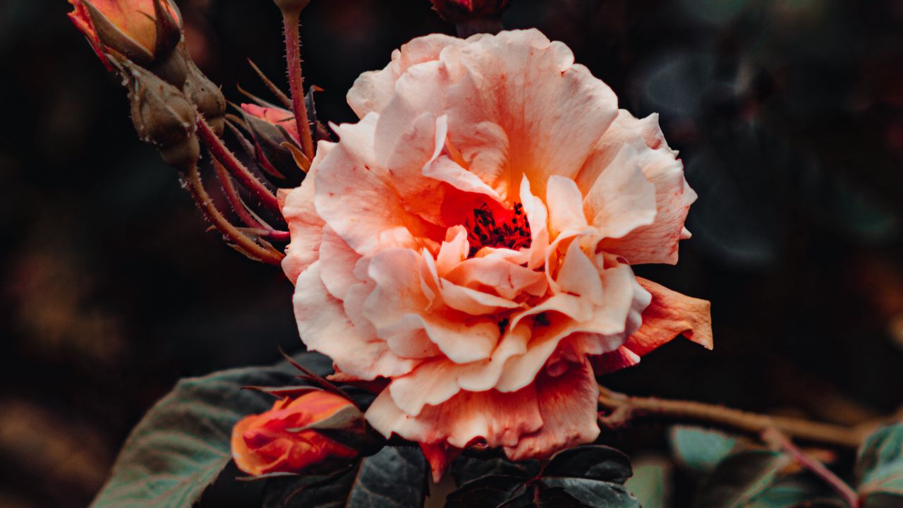 Wallpaper rose, pink, flower, bloom, plant