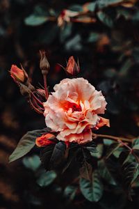 Preview wallpaper rose, pink, flower, bloom, plant