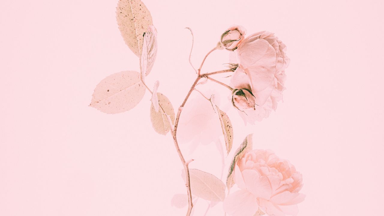 Wallpaper rose, pink, flower, branch, minimalism