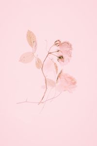 Preview wallpaper rose, pink, flower, branch, minimalism