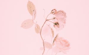 Preview wallpaper rose, pink, flower, branch, minimalism