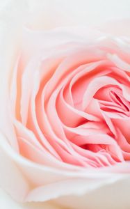 Preview wallpaper rose, pink, flower, petals, closeup