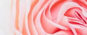 Preview wallpaper rose, pink, flower, petals, closeup