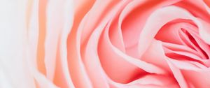 Preview wallpaper rose, pink, flower, petals, closeup