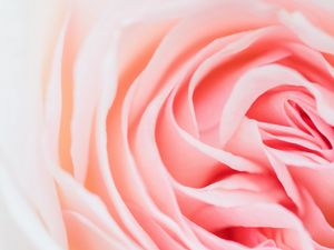 Preview wallpaper rose, pink, flower, petals, closeup