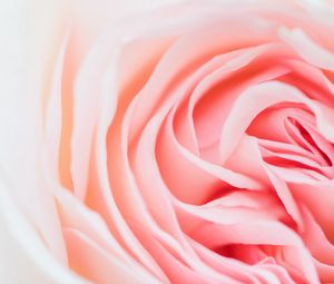 Preview wallpaper rose, pink, flower, petals, closeup