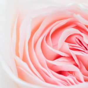 Preview wallpaper rose, pink, flower, petals, closeup