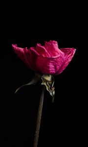 Preview wallpaper rose, pink, flower, dry