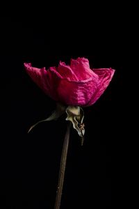 Preview wallpaper rose, pink, flower, dry
