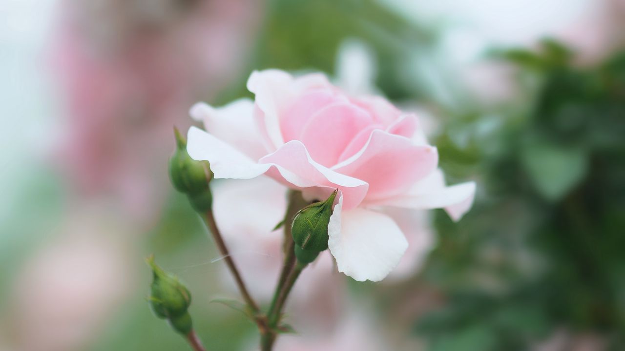 Wallpaper rose, pink, flower, buds, bloom