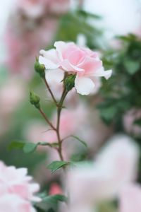 Preview wallpaper rose, pink, flower, buds, bloom