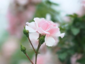 Preview wallpaper rose, pink, flower, buds, bloom
