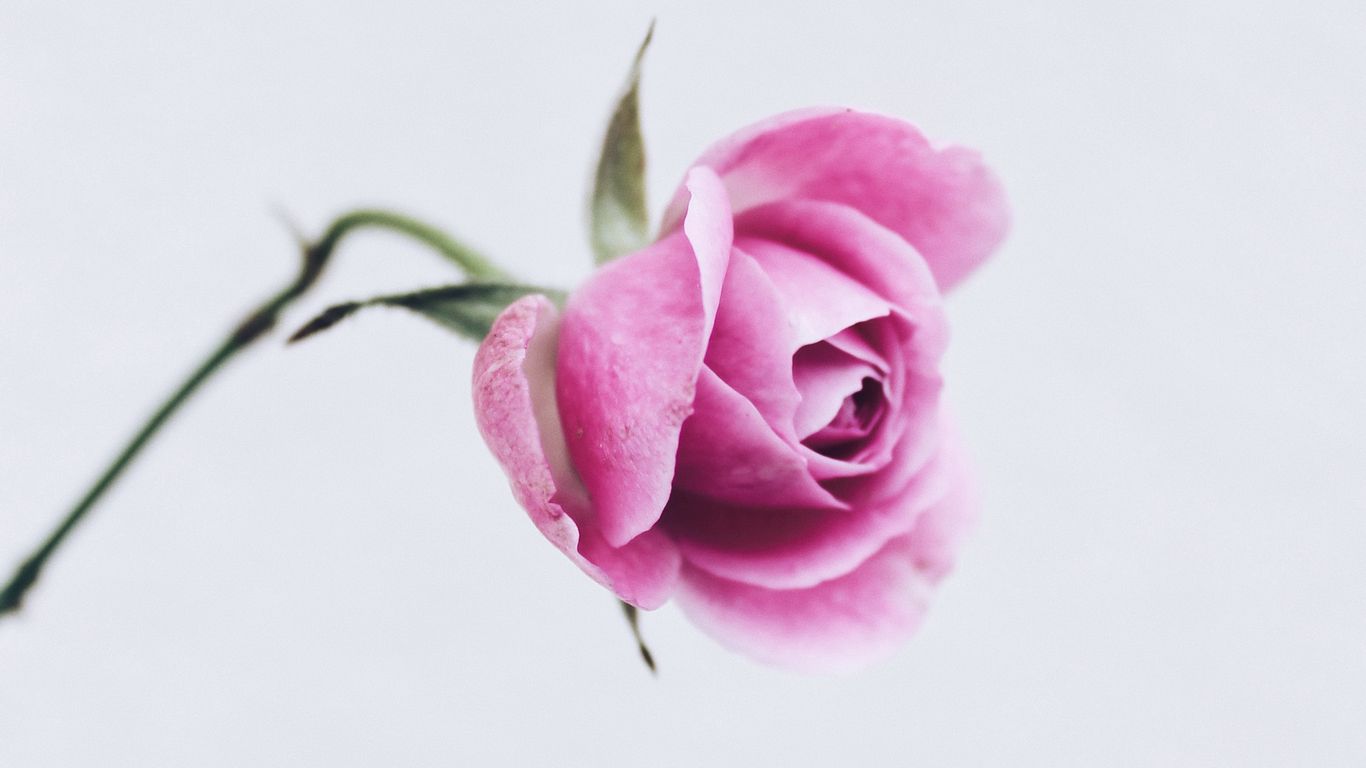 Download wallpaper 1366x768 rose, pink, flower, closeup, minimalism